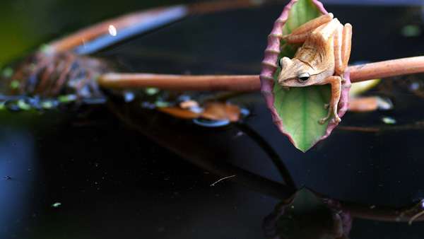 Веслоног, фото фотография квакши лягушки