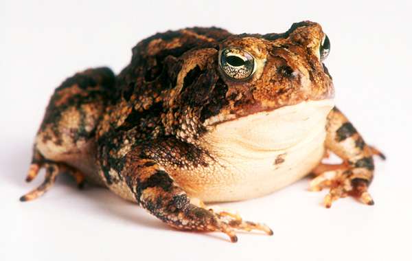 Камышовая жаба (Bufo calamita), фото фотография 