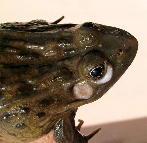Гиповитаминоз витамина А у лягушки - опухшая конъюнктива вокруг глаз, фото фотография болезни амфибий
