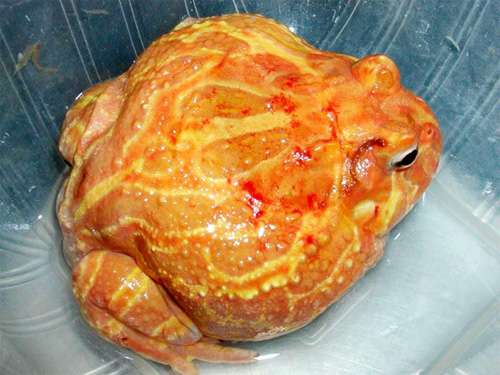 Покусанная рогатка, укушенные раны у земноводных, фото фотография болезни амфибий