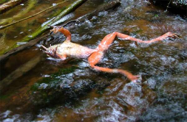 Лягушка, погибшая от хитридиомикоза, фото фотография болезни амфибий