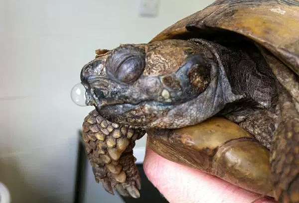 Черепаха с насморком и опухшими глазами, фото фотография болезни амфибий