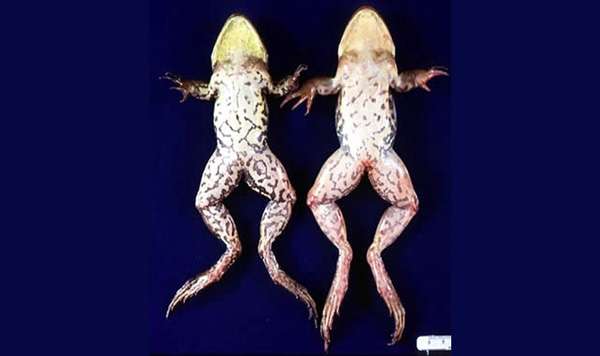 Красная нога у леопардовой лягушки, фото фотография болезни амфибий