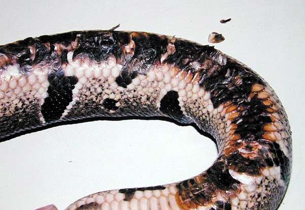 Термический ожог у змеи, фото фотография болезни