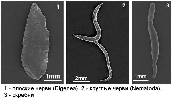 Виды гельминтов, обнаруженных на амфибиях, фото фотография