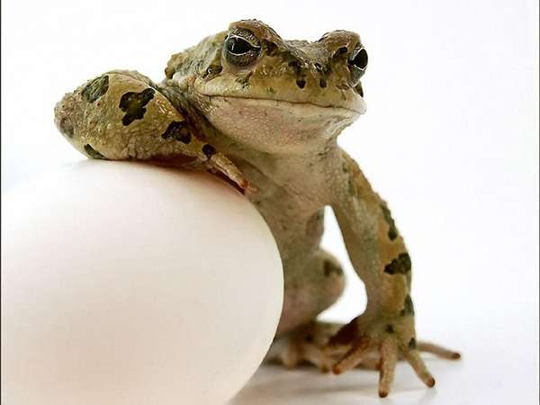 Жаба и куриное яйцо, фото фотография земноводные
