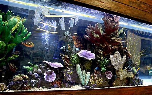 Морской аквариум, рифовый аквариум, фото фотография рыбы