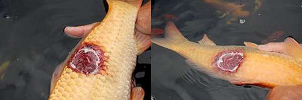 Аэромоноз лососевых рыб, фото фотография болезни рыб