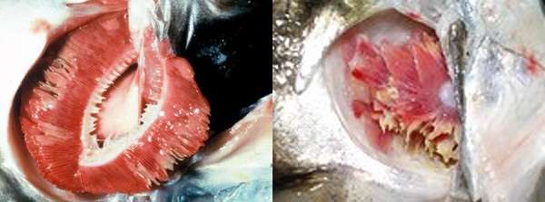 Жаберная гниль, фото фотография болезни рыб