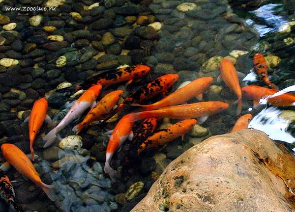 Карпы кои в пруду, фото фотография болезни рыб
