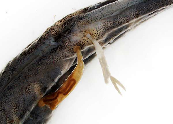 Паразит лернея, фото фотография болезни рыб