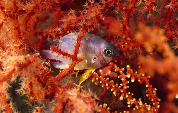 Рыбка прячется в красных кораллах, фото фотография морской аквариум