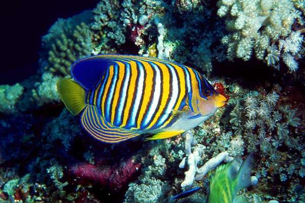 Красивая рифовая рыбка, фото фотография подводный мир