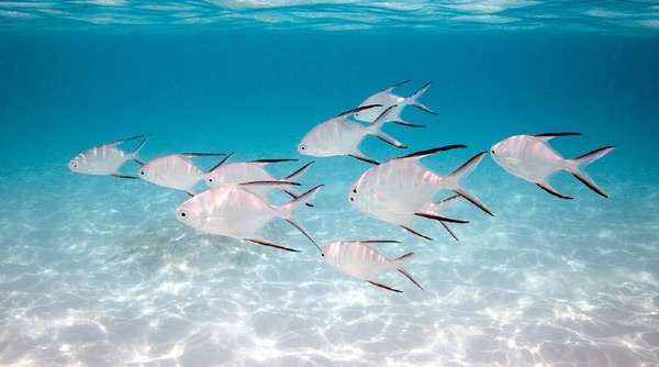 Серебристые рыбы, фото фотография подводный мир