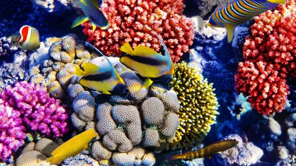 Рифовый аквариум, фото фотография подводный мир