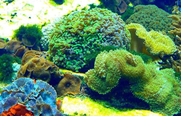 Анемоны, полипы, рифовый аквариум, фото фотография подводный мир