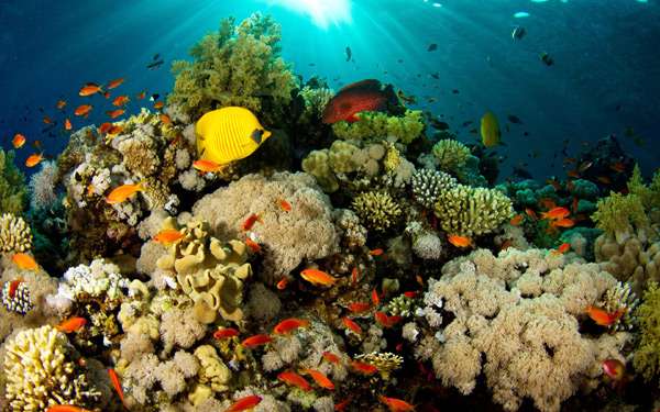 Рифовы с рыбками, кораллы, фото фотография подводный мир
