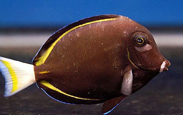 Больная криптокарионом рыба, фото фотография болезни рыб