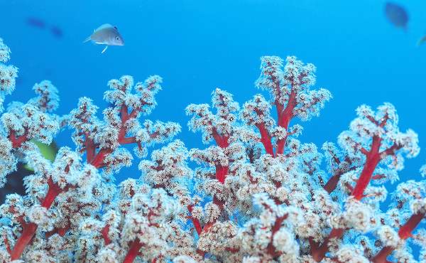 Живые кораллы и рыбы, фото фотография рифовый аквариум