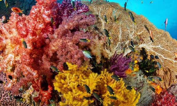 Рифовый аквариум, живые кораллы и рыбы, фото фотография подводный мир