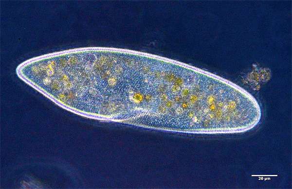 Инфузория туфелька (Paramecium caudatum), фото фотография беспозвоночные