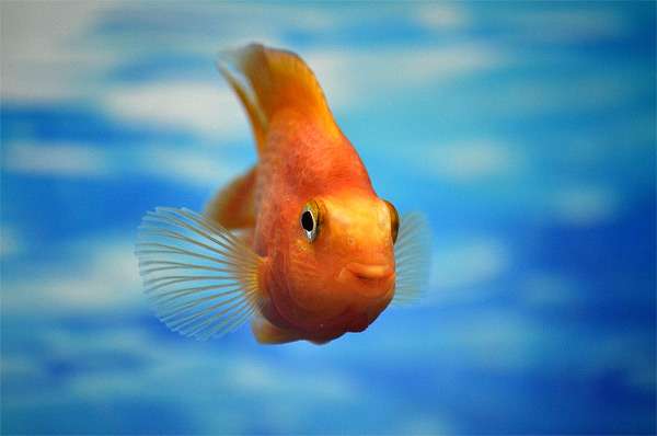 Красный попугай или рыба-попугай (Red Parrot Cichlid), фото фотография аквариумные рыбки pixabay
