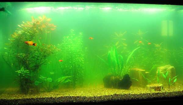 Зеленая вода в аквариуме, фото фотография подводный мир