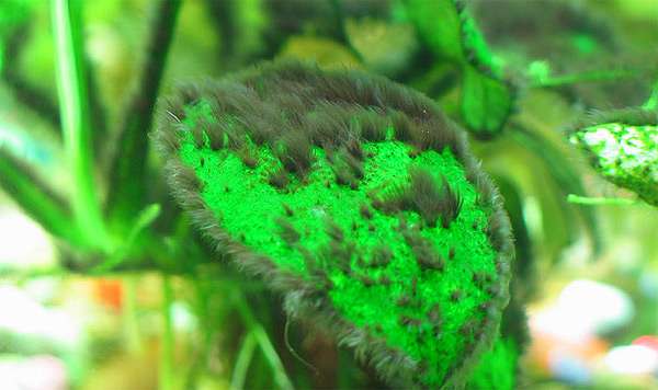 Водоросль черная борода на аквариумных растениях, фото фотография