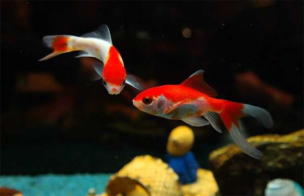 Золотые рыбки, фото фотография содержание рыб pixabay