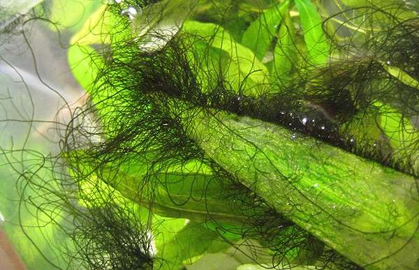 Красная водоросль - олений рог на аквариумных растениях, фото фотография рыбы