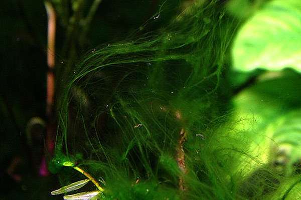 Зеленые нитчатые водоросли на аквариумных растениях, фото фотография рыбы