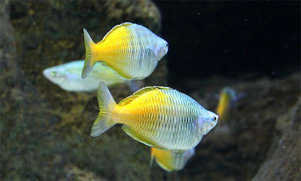 Радужница Боесмана, радужница двуцветная (Melanotaenia boesemani), фото фотография содержание рыб