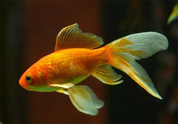Золотая рыбка, фото фотография живородящие рыбки