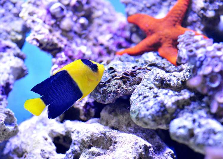 Ангел двухцветный, центропиг биколор или центропиг сине-желтый (Centropyge bicolor), фото фотография аквариумные рыбки