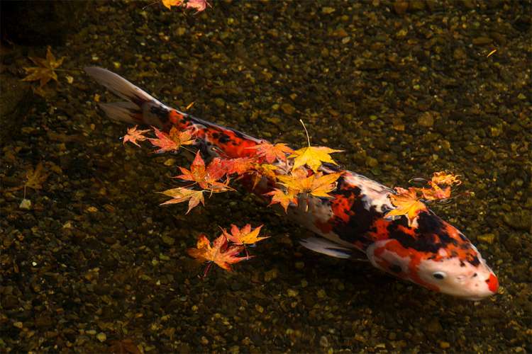 Карп кои и опавшие листья на поверхности воды, фото фотография рыбы