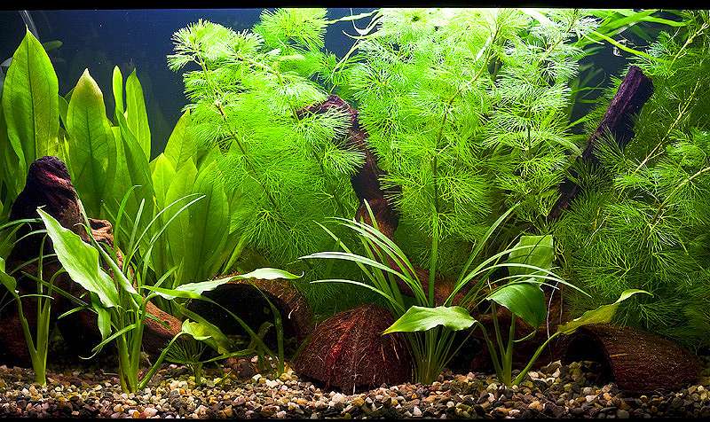 Пресноводный аквариум с растениями, фото фотография подводный мир