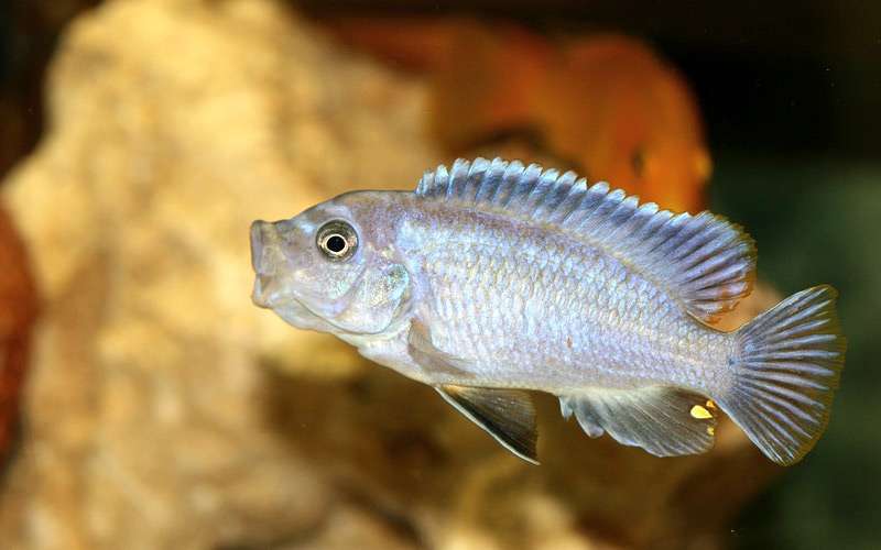 Псевдотрофеус Аки (Pseudotropheus acei), фото фотография аквариумные рыбки pixabay
