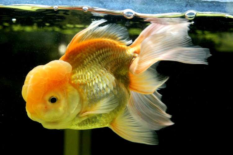Золотая рыбка, фото уход за аквариумом фотография