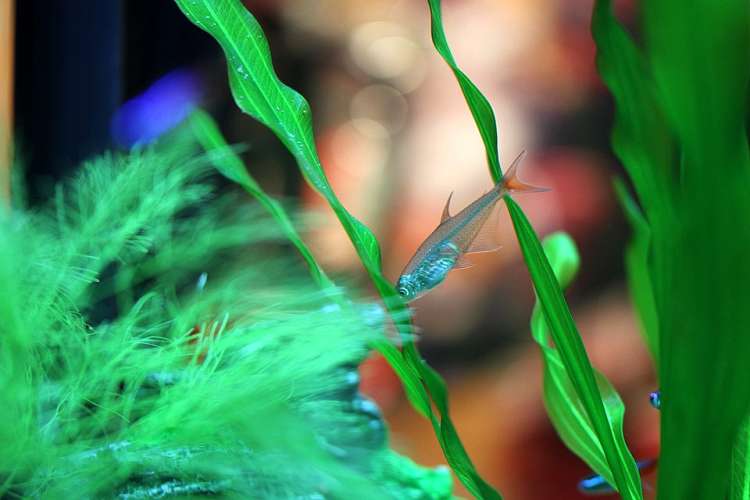 Стеклянная тетра (Prionobrama filigera), фото фотография аквариумные рыбки pixabay