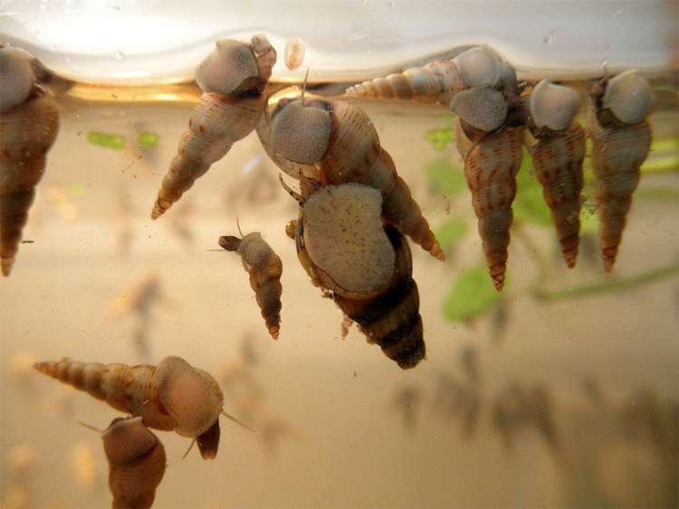 Мелания песчаная (Melanoides tuberculata), фото фотография беспозвоночные в аквариуме