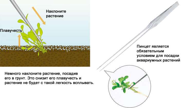 Как правильно посадить растение, фото фотография