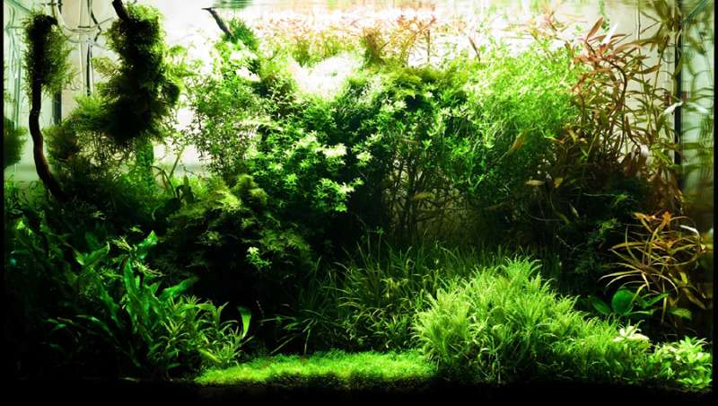 Аквариум с живыми растениями, фото фотография рыбы
