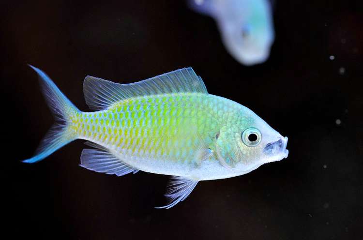 Хромис сине-зелёный (Chromis viridis), фото фотография рыбы