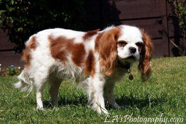 Кинг-чарльз-спаниель (английский той-спаниель), фото породы собак фотография