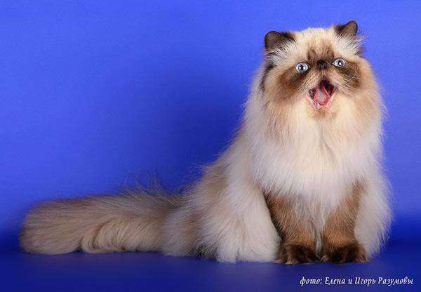 Персидская кошка гималайского окраса, фото породы кошек, фотография кошки