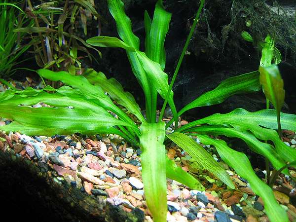 Волнистый апоногетон (Aponogeton undulatus), фото фотография аквариумные водные растения