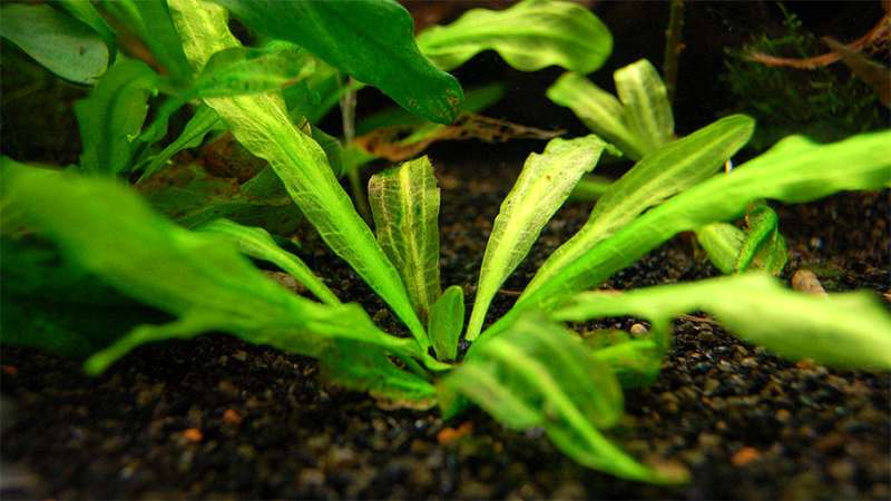 Эхинодорус большой (Echinodorus major), фото фотография аквариумные растения