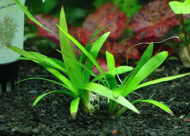 Стрелолист злаковый (Sagittaria graminea), фото фотография аквариумные водные растения