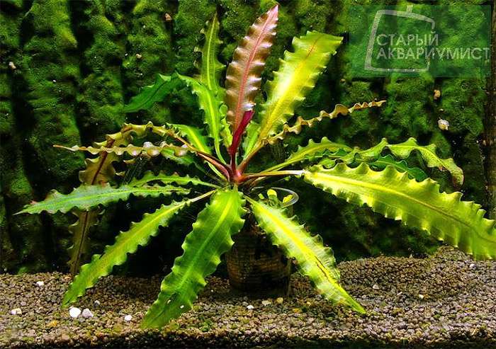 Апоногетон жестколистный (Aponogeton rigidifolius), фото фотография аквариумные растения