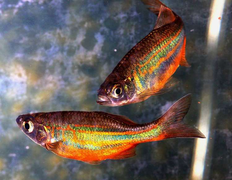 Радужные данио, фото фотография аквариумные рыбки pixabay
